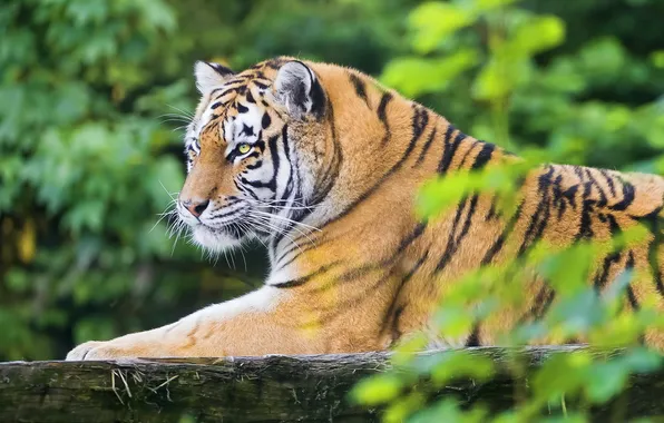Картинка тигр, отдых, листва, хищник, амурский