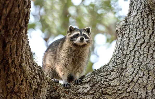 Картинка деревья, портрет, енот, мордашка
