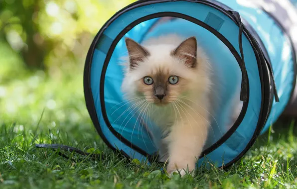 Кошка, лето, трава, кот, взгляд, свет, природа, котенок