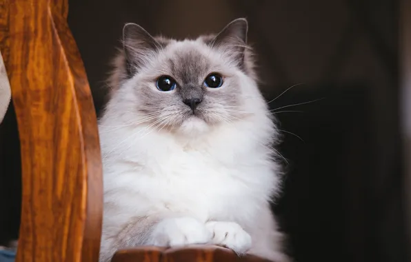 Кошка, кот, взгляд, поза, мордашка