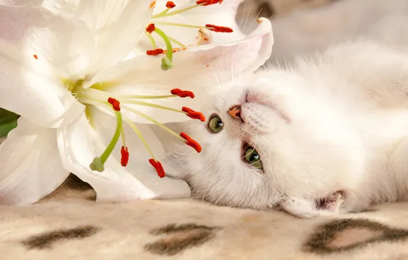 Кошка, белый, цветок, взгляд, цветы, поза, котенок, пыльца