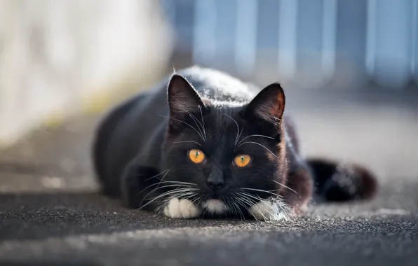 Картинка кот, взгляд, асфальт, морда, свет, котенок, черный, забор