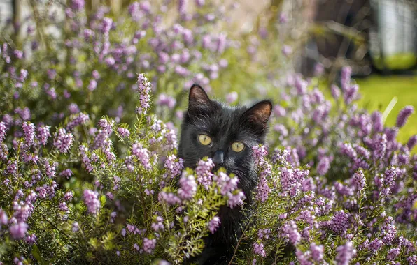 Кошка, кот, взгляд, цветы, поза, котенок, черный, розовые