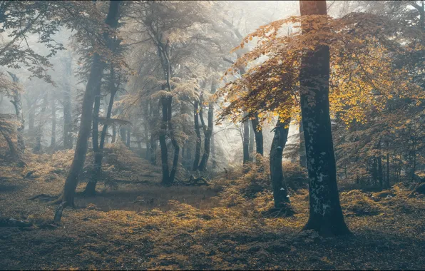 Картинка кустарник, свет, туман, деревья, поляна, листва, ветки, осень