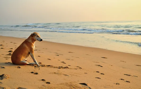 Картинка песок, пляж, следы, собака, солнечные ванны, море. волны