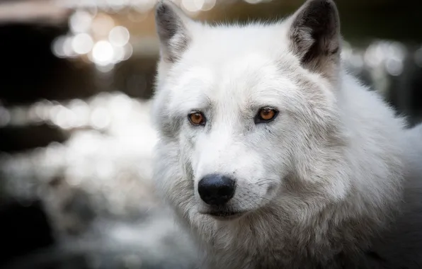 Nature, predator, face, animal, wolf, wildlife, portrait, Canis lupus