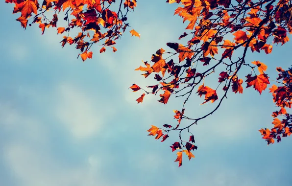 Осень, небо, листья, ветки, дерево