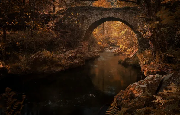 Картинка осень, листья, вода, свет, деревья, ветки, мост, отражение