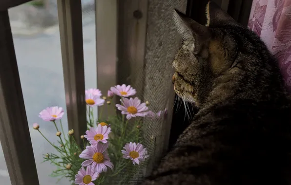 Кошка, кот, цветы, окно