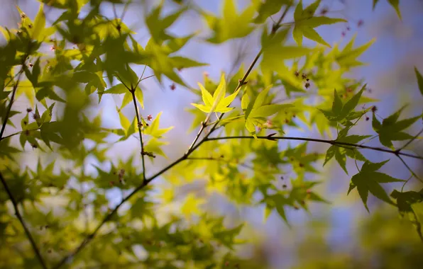 Картинка макро, ветки, природа, зеленые листья, голубое небо