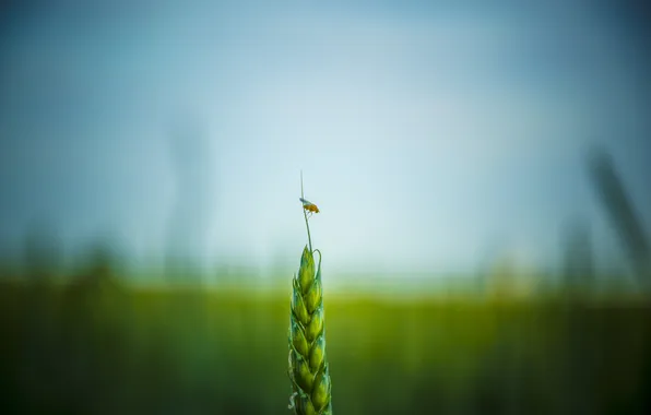 Картинка пшеница, поле, Насекомое