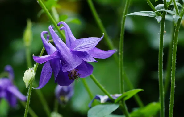 Blue, blooming, columbine