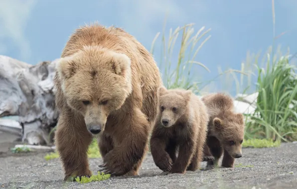 Медведи, медвежата, медведица, Гризли