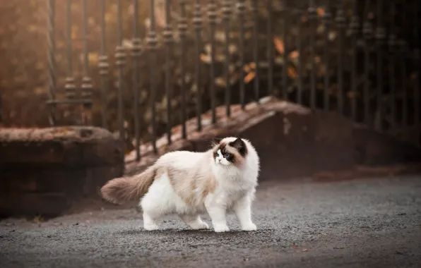 Дорога, кошка, кот, взгляд, камни, забор, прогулка, мордашка