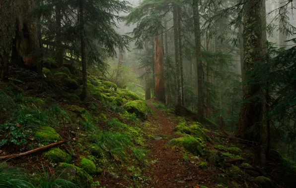 Картинка лес, деревья, природа, туман, камни, мох, тропинка