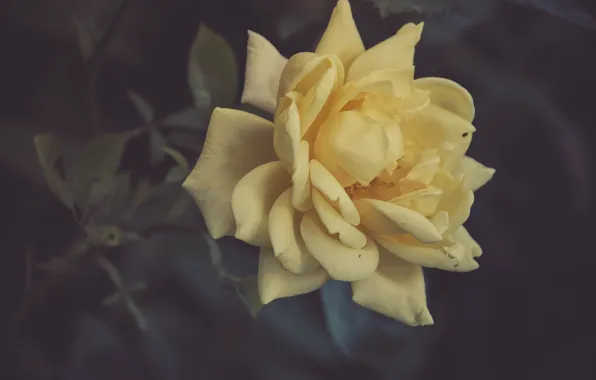 Цветок, роза, желтая роза