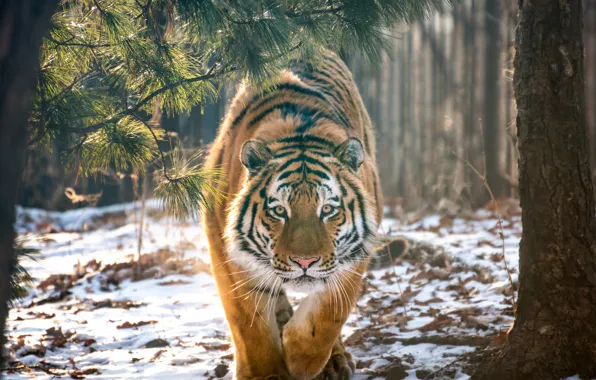 Картинка лес, снег, деревья, тигр, хищник, дикая кошка, Андрей Грачев