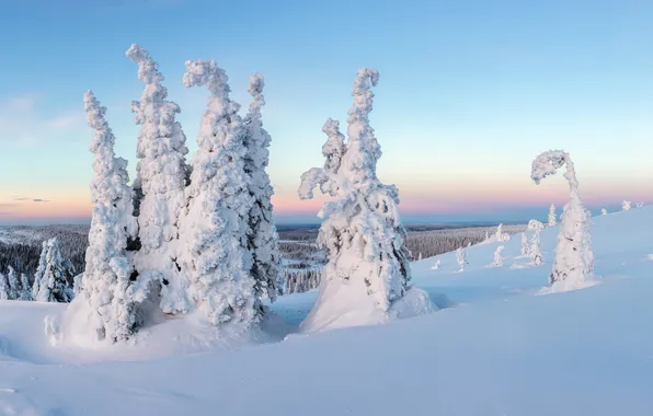 Картинка trees, sunset, snow, Finland