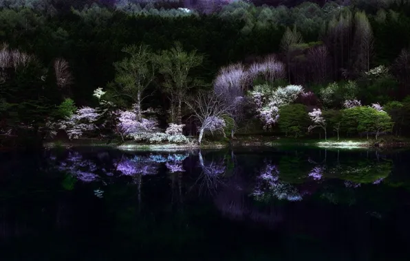Картинка лес, ночь, природа, озеро, мрак, весна, Япония, сакура