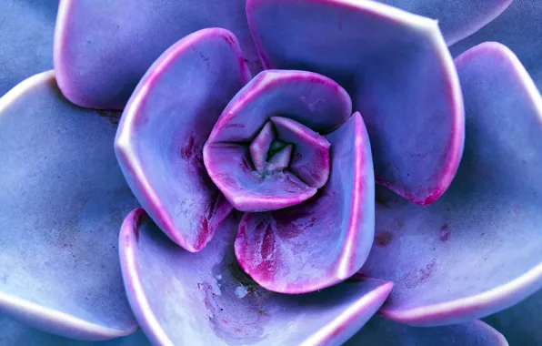 Картинка растение, лепестки, фиолетовое