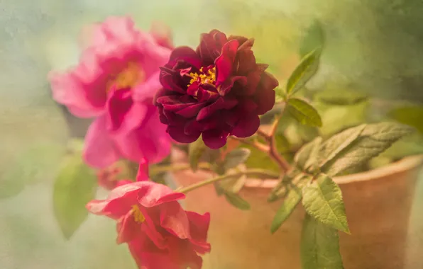 Картинка яркие, розы, обработка, горшок, розовые
