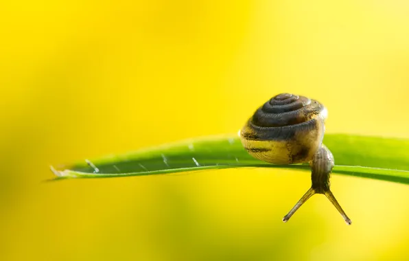 Картинка grass, shell, snail