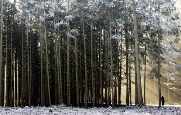 Картинка зима, лес, человек, утро