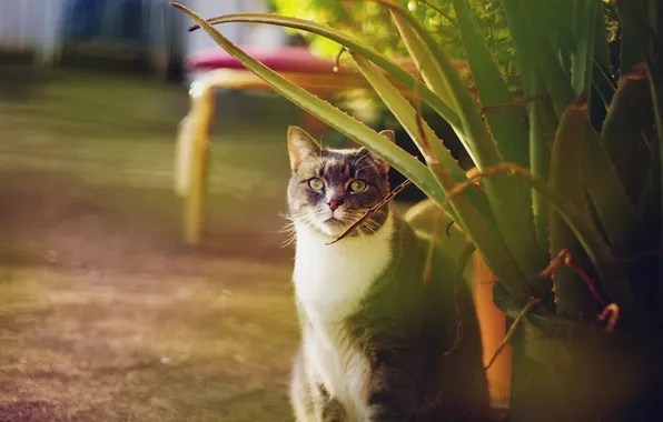 Картинка кот, листья, серый