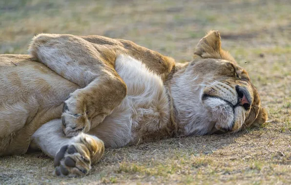 Кошка, отдых, сон, львица, ©Tambako The Jaguar