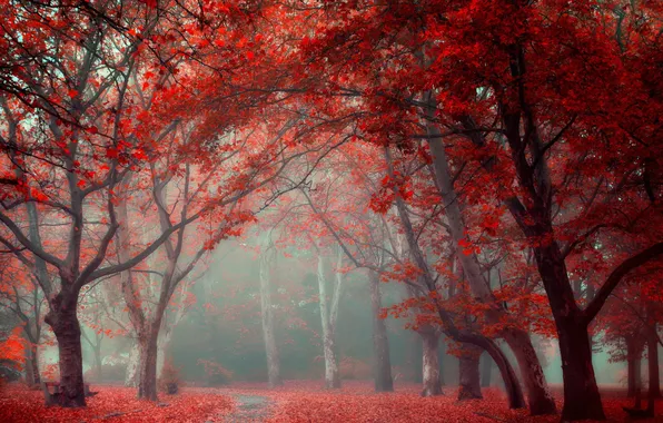 Картинка осень, деревья, город, парк