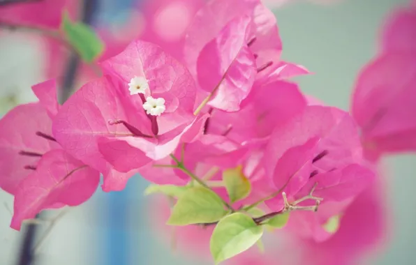 Цветы, розовый, macro, bougainvillea