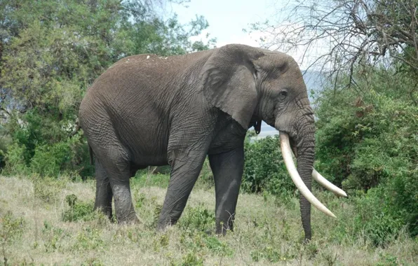 Картинка animals, cool, elephant, kenya