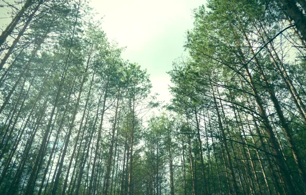 Лес, лето, зелёный, сосны
