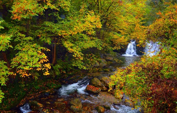 Картинка осень, лес, деревья, природа, камни, водопад, colors, forest