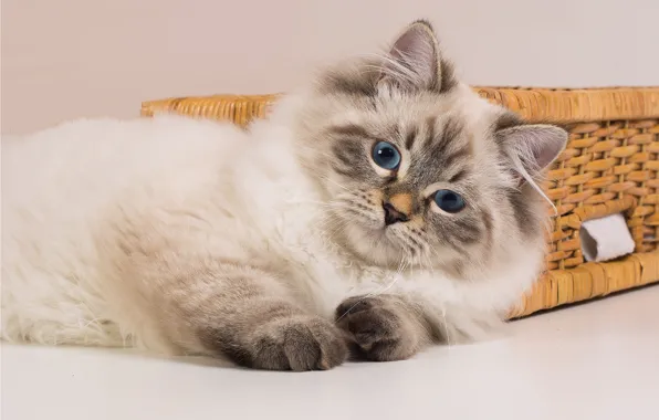 Кошка, взгляд, голубые глаза, колор-пойнт, Сибирская кошка, Невская маскарадная кошка
