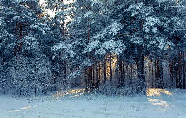 Зима, лес, снег, природа, россия, урал