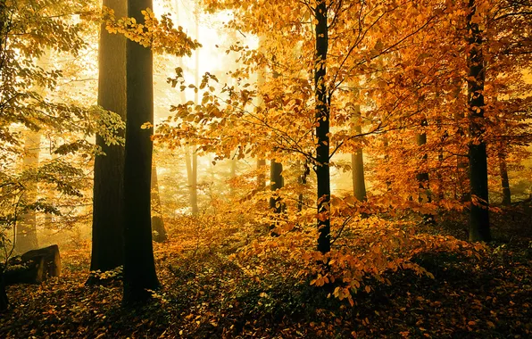 Картинка осень, лес, природа, листва