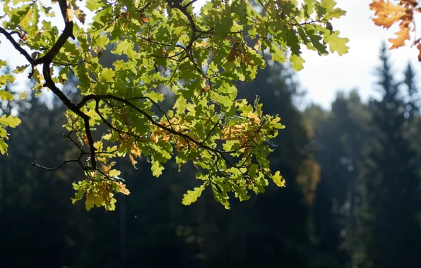 Картинка осень, листья, солнце, дуб