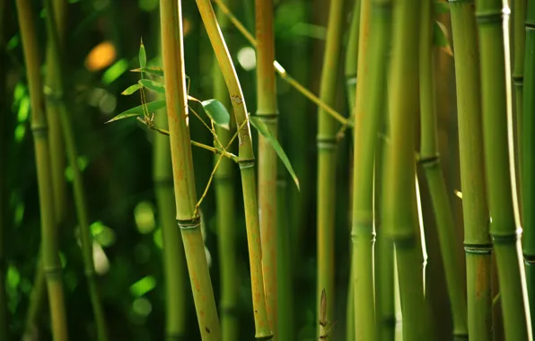 Природа, зеленый, заросли, стебли, бамбук, bamboo