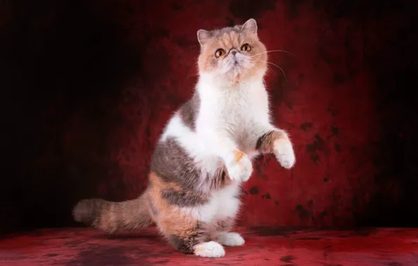 Кошка, кот, взгляд, поза, котенок, лапки, лапы, перс