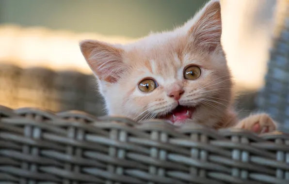 Кошка, котенок, рыжий, пасть, мордашка, корзинка, боке, мяукает