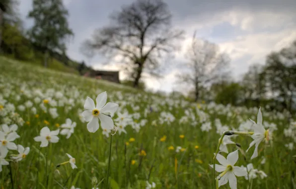 Картинка grass, field, flowers, narcissus, countryside scene