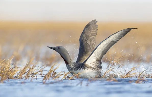 Grass, wings, lake, bokeh, drops, Red-throated Loon