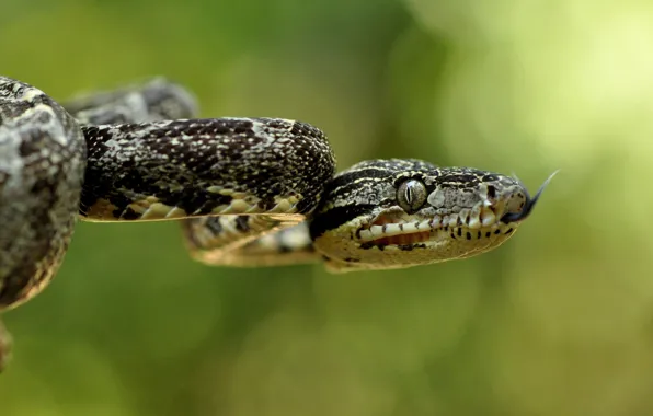 Snake, eyes, lunge