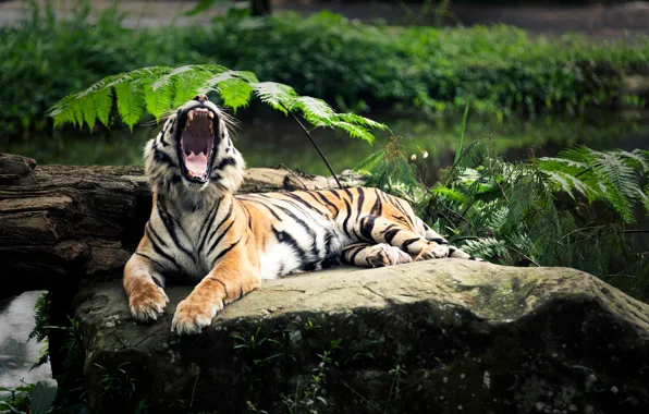 Тигр, отдых, пасть, зевота