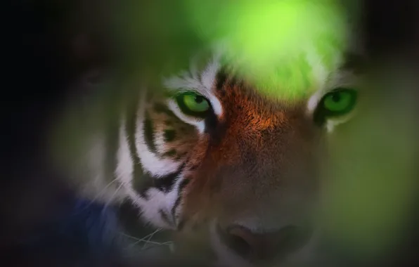 Картинка глаза, взгляд, тигр, боке, Eye Of The Tiger