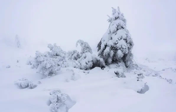 Картинка зима, снег, ель