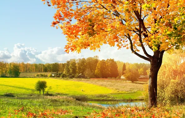 Картинка осень, свет, деревья, луг, зелёный, листопад, Autumn, тёплый