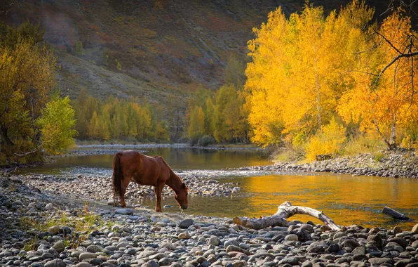 Картинка осень, лес, природа, камни, конь, берег, лошадь, водопой