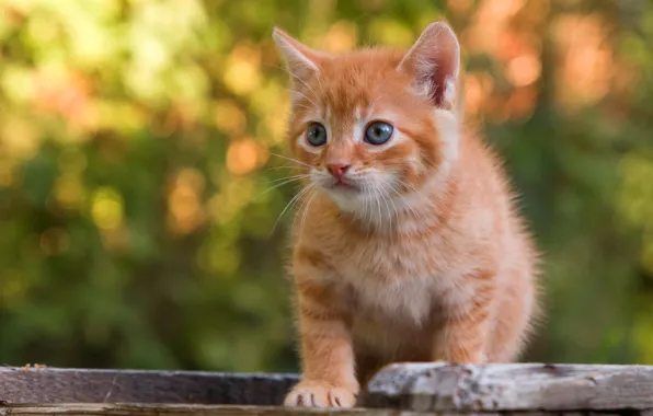 Кошка, взгляд, свет, природа, поза, котенок, доски, портрет